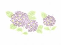 下絵転写紙 3色あじさい