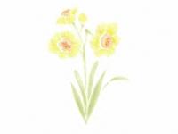 下絵転写紙　3色すいせん