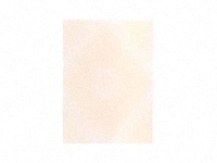 ローズシリーズ　Rose29