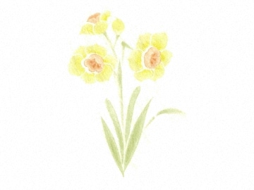 下絵転写紙　3色すいせん