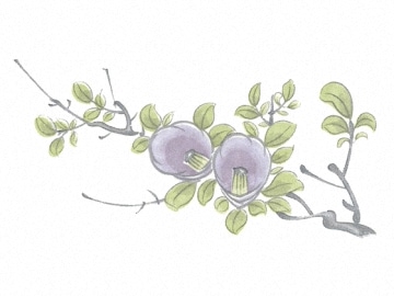 下絵転写紙　3色つばき