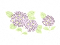 下絵転写紙　3色あじさい