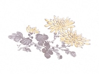 下絵転写紙　2色菊　イエロー