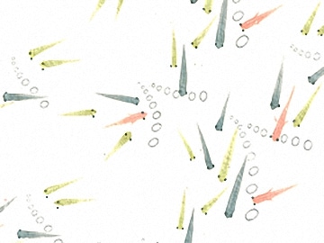 下絵転写紙　3色めだか