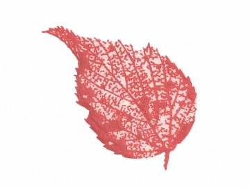 下絵転写紙　天目木の葉D　赤　5枚組